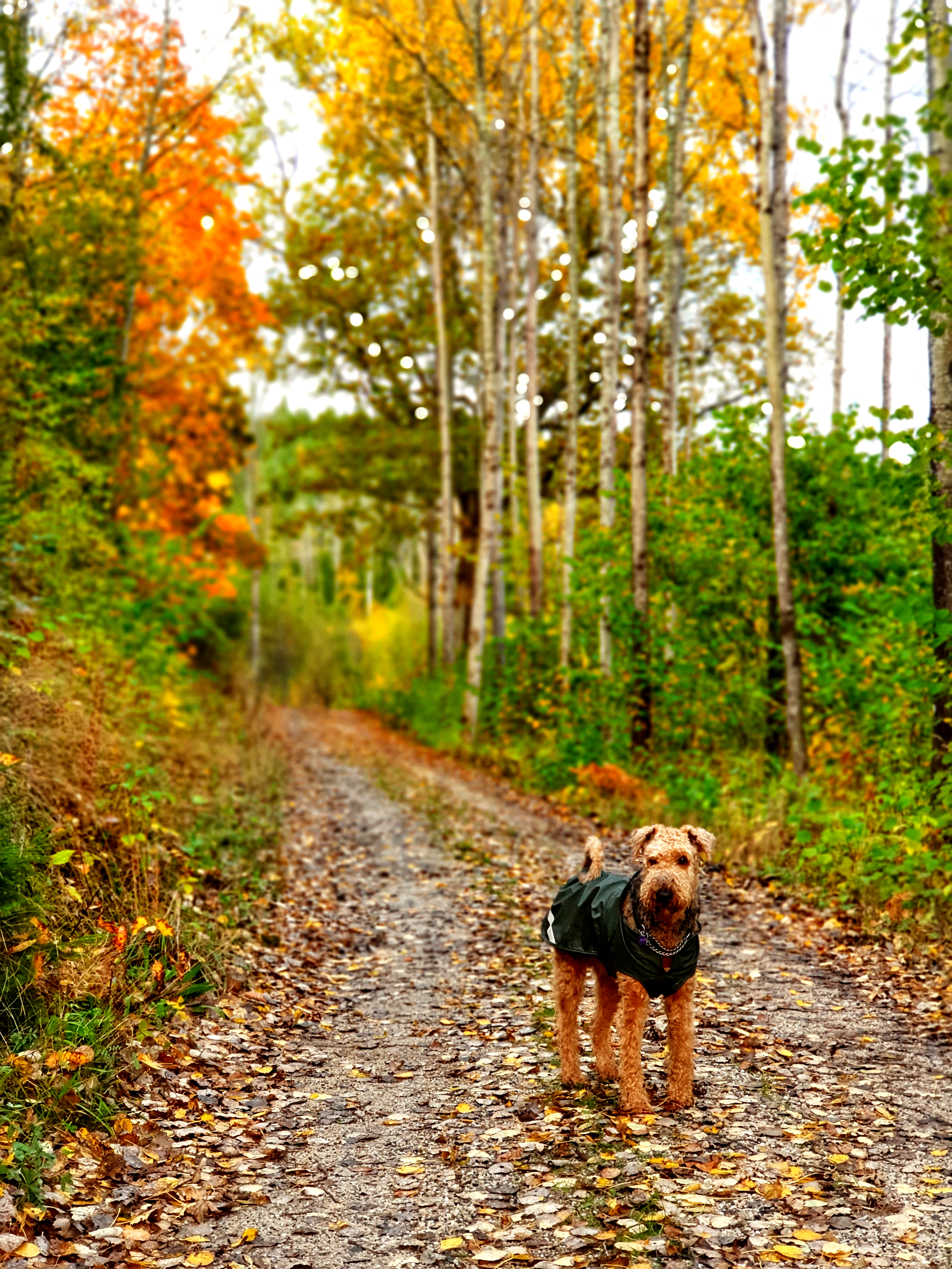 Höstpromenad i Kvarnekasen