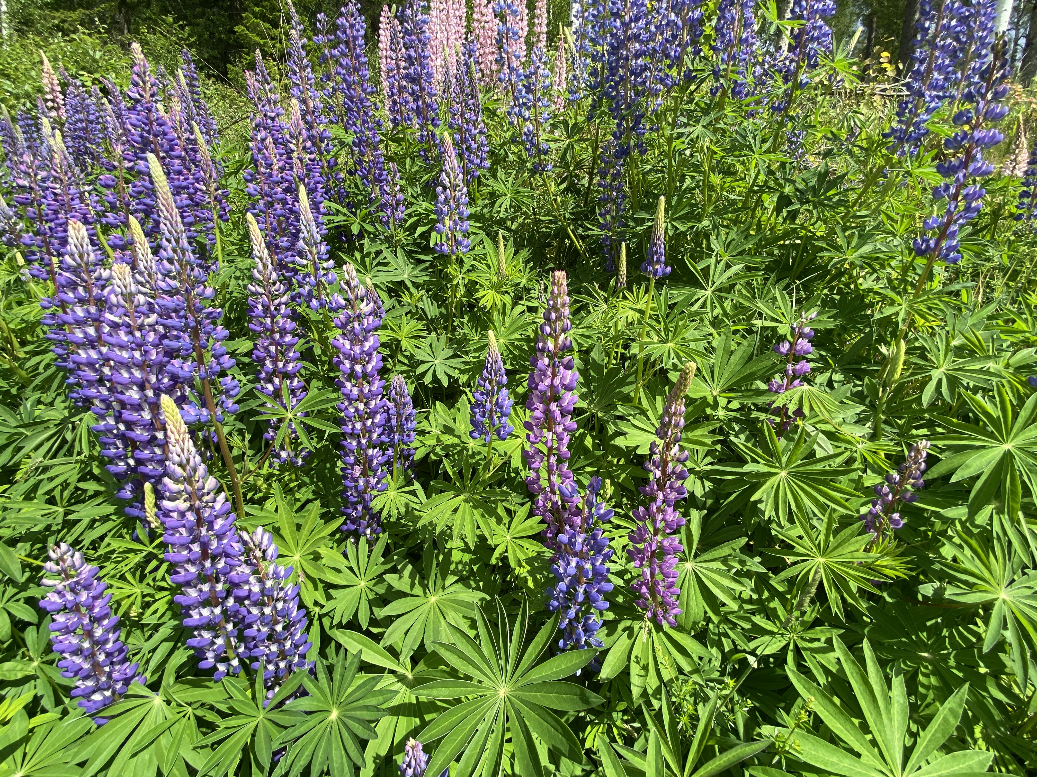 Blomsterlupin