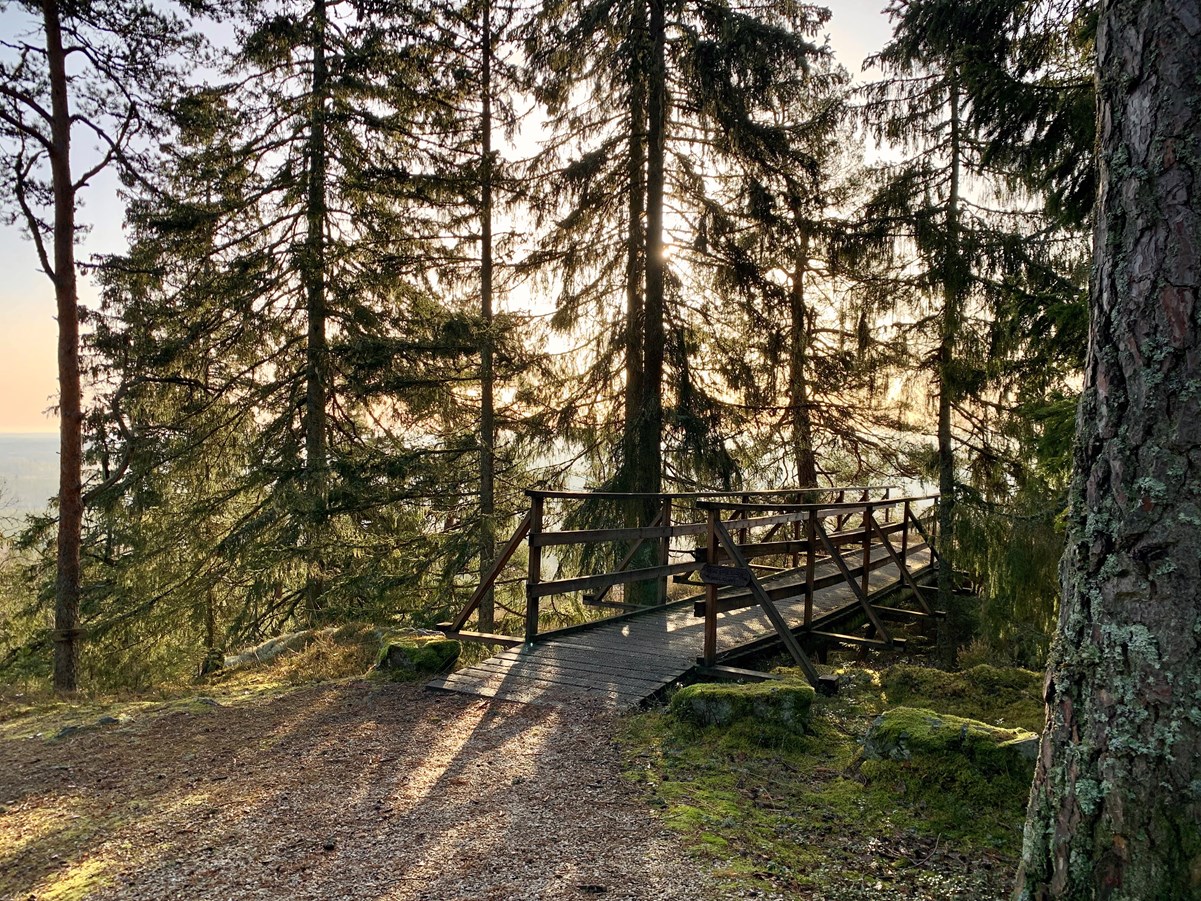 Gångbro i skog