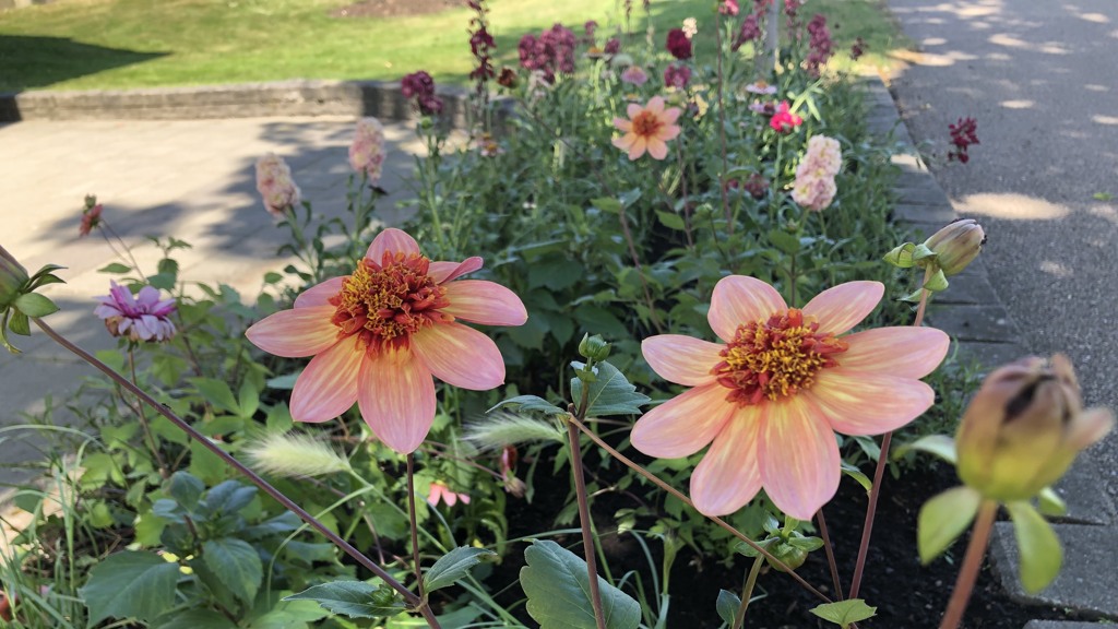 Blommor i rabatt