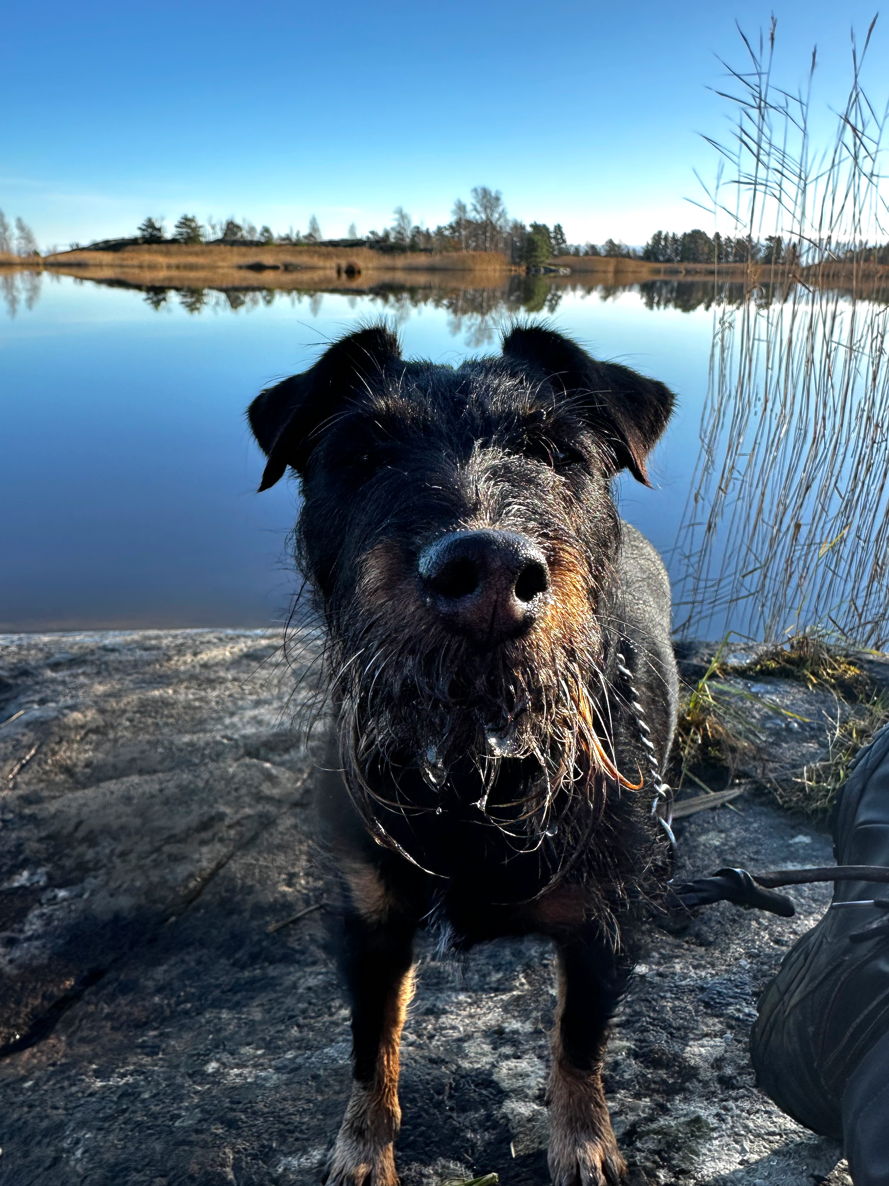 Hund vid Vänern