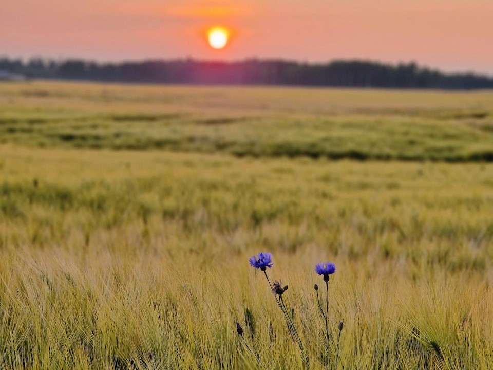 Äng Grinstad960x720