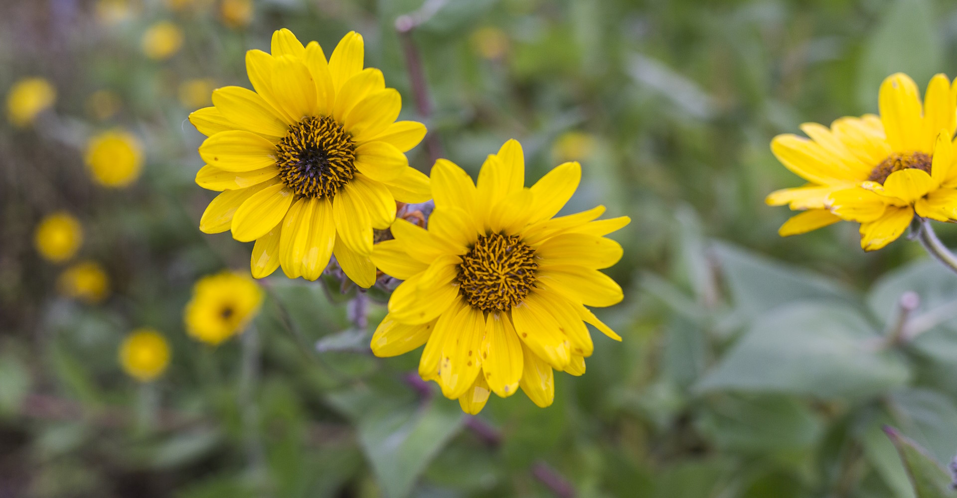 Gula blommor