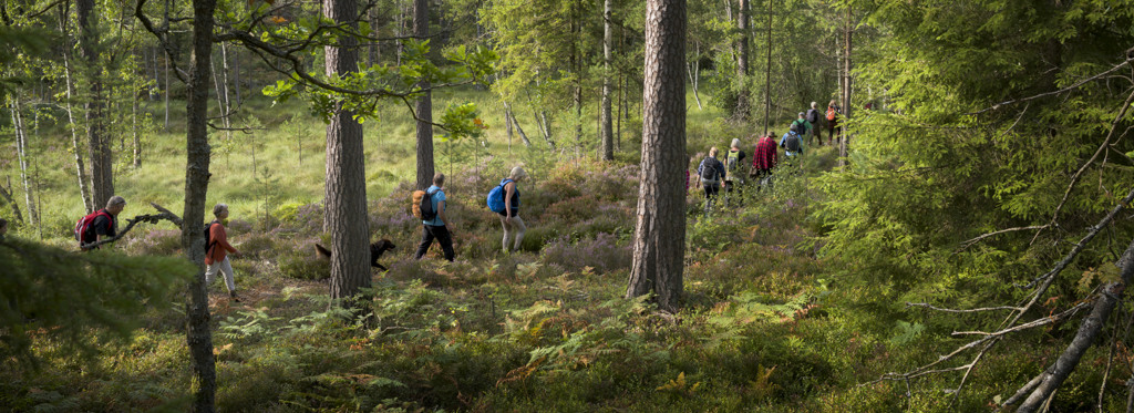 Vandring i skog