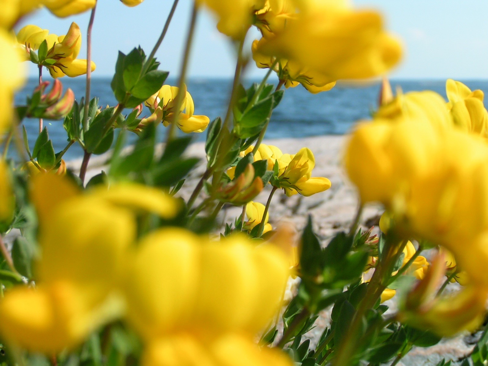 Blommor Närbild