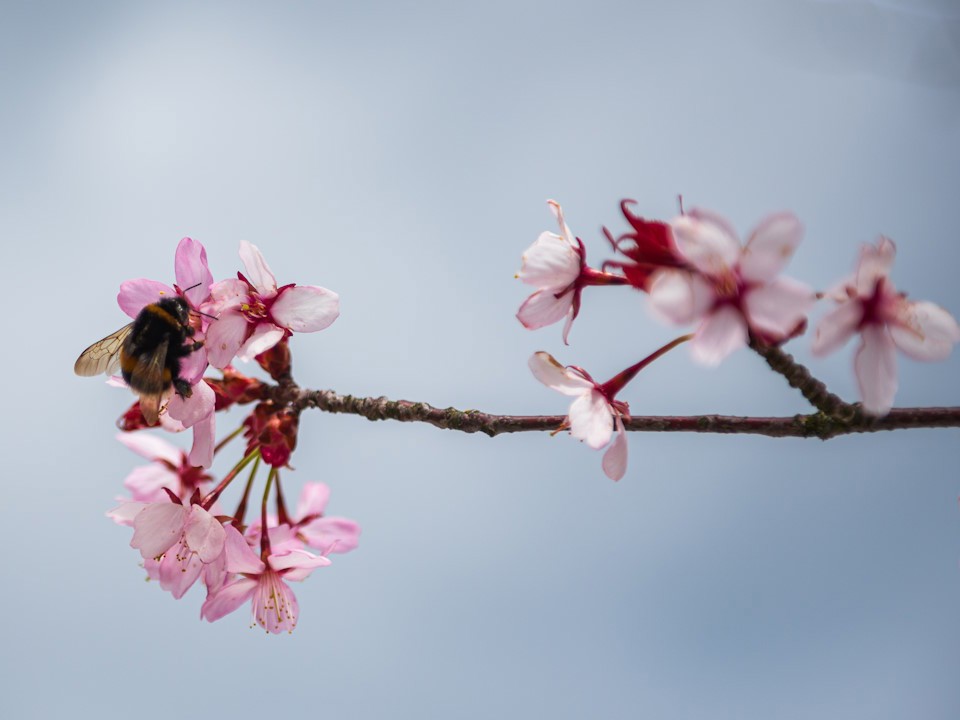 Humla på körsbärsblom 960x720