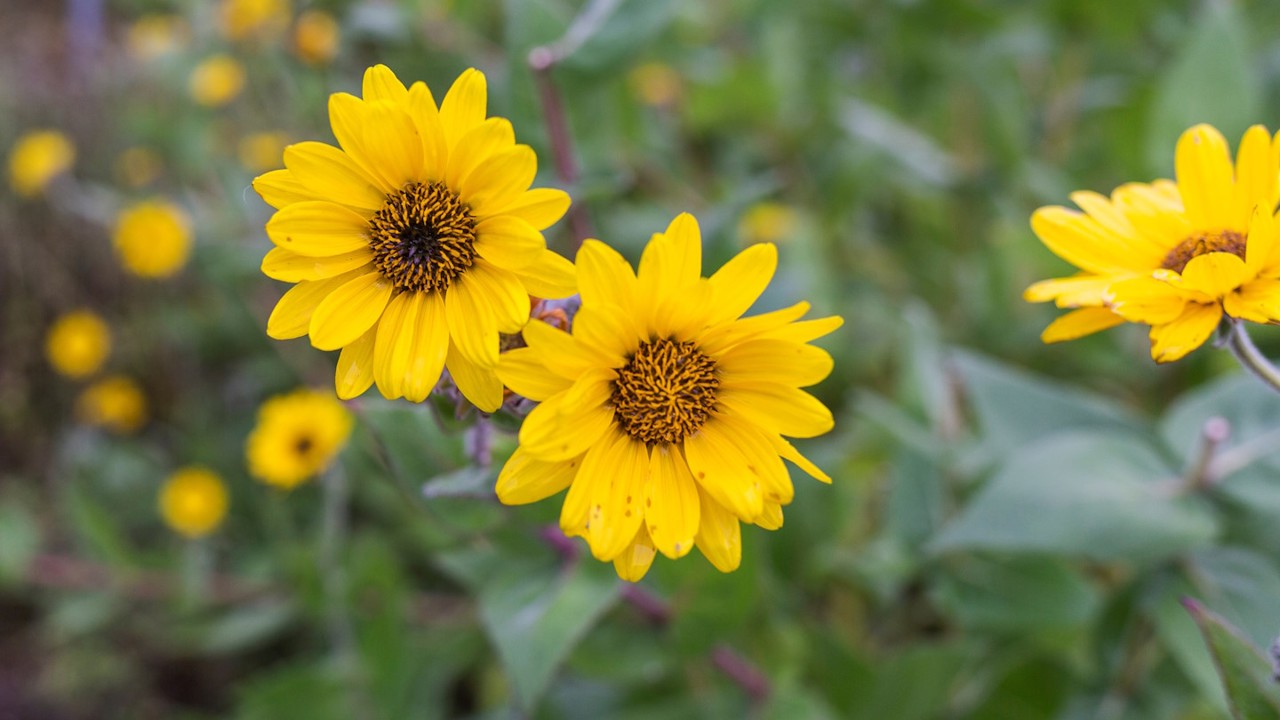 Gula blommor