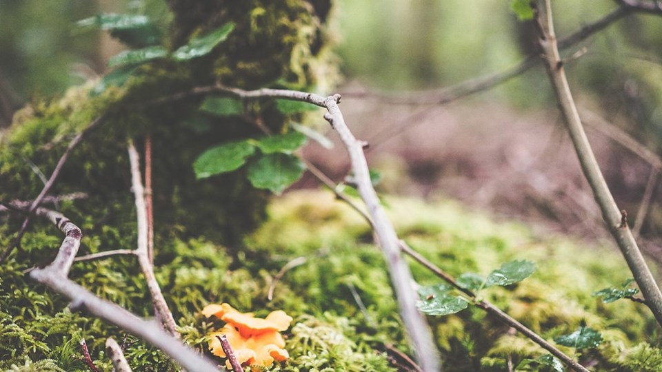 Hamnslingan Kantarell