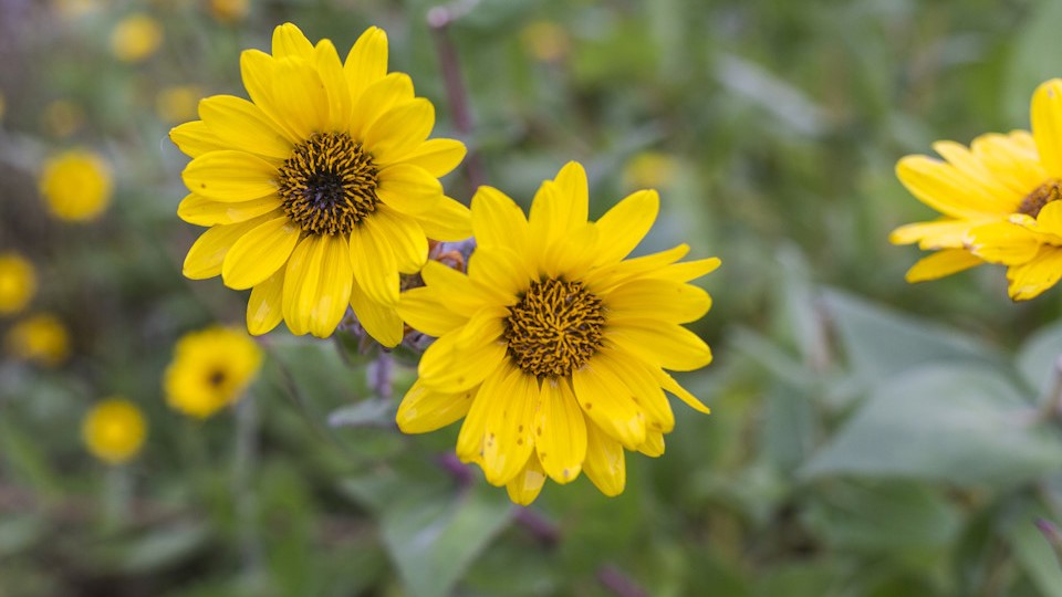 Gula blommor 960x720