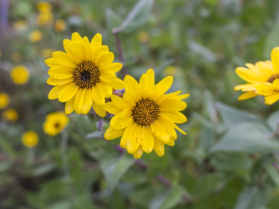 Gula blommor 960x720