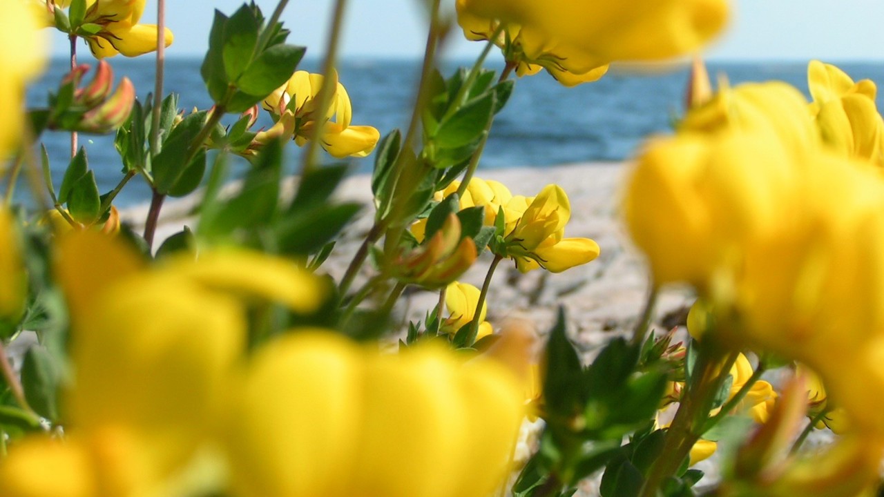 Blommor Närbild (1)